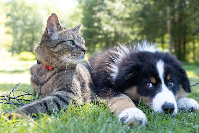 Protecting Your Furry Friend: How Much Should You Budget for Pet Insurance?