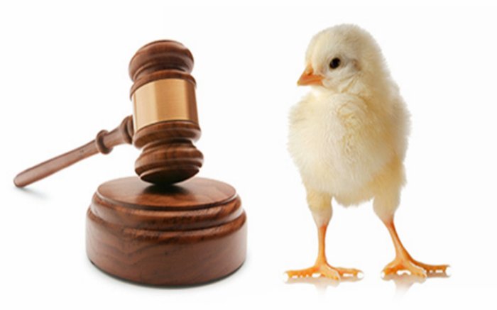 Animal Rights Attorneys: Champions for Cruelty-Free Justice